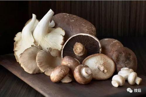 17cg吃瓜官网黑料蘑菇,揭秘网络八卦背后的真相